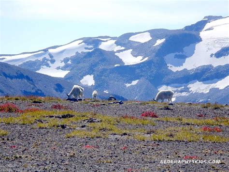 Alaskan Tundra Animals And Plants