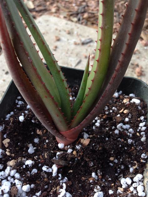 Aloe Lutescens 4 Size Texasaloegrowers 8 Plus Shipping