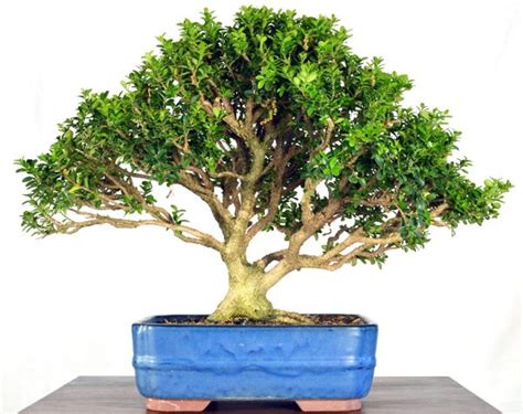 Morris Dwarf Boxwood 12 Tall Bonsai Bonsai Learning Center Store