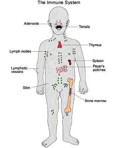 Organs Tissues Of Immune System Flashcards Quizlet