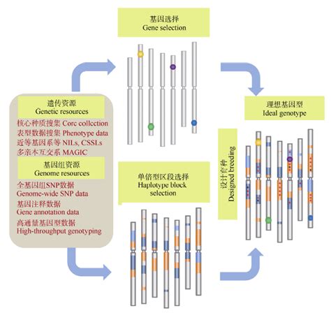 作物驯化和品种改良所选择的关键基因及其特点