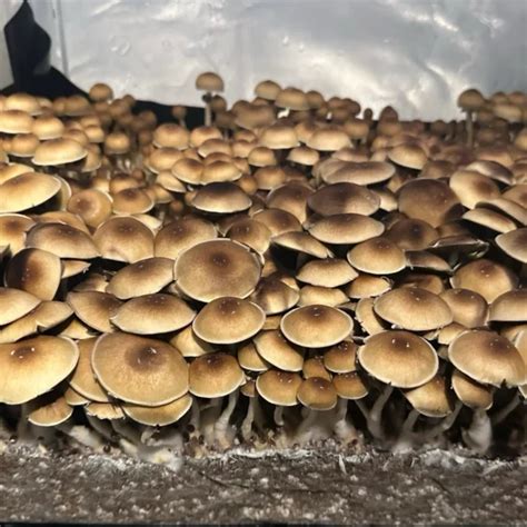 Treasure Coast Spore Syringe Inoculate The World