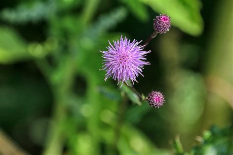 Distel Bloesem Purper Gratis Foto Op Pixabay Pixabay