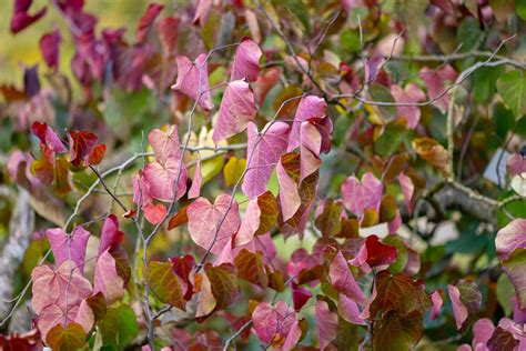 Eastern Redbud Fall Color