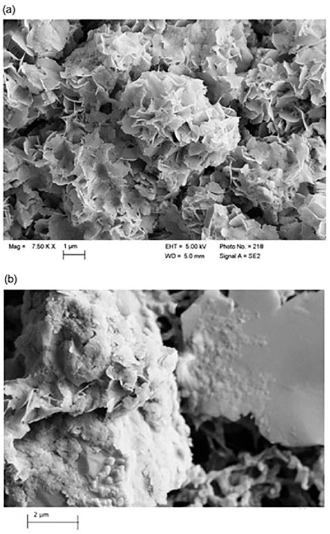 Scanning electron images (SEM) of (a) synthetic hydroxyapatite (HA ...