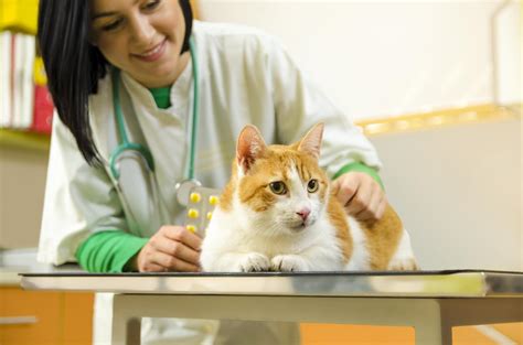 What Is Onsior For Cats Side Effects Dosage And What Its Used For