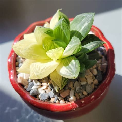 Echeveria Green Rose Live Succulent Plants Etsy