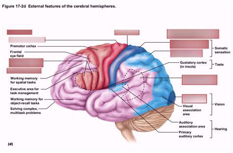 Phyl L External Features Of The Cerebral Hemispheres Diagram Quizlet