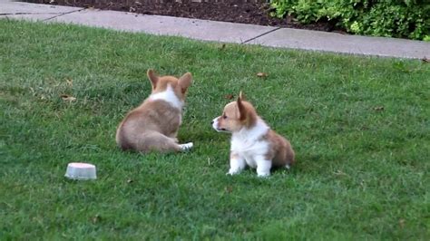 Welsh Corgie Puppies For Sale David Blank YouTube