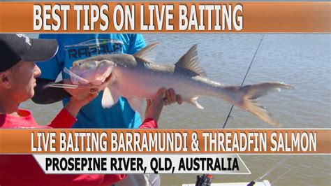 Fishing Edge Episode Estuary Live Baiting Far North Queensland Youtube