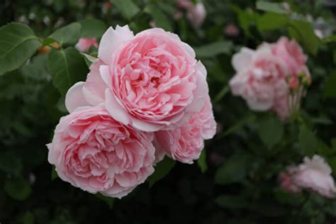 NEW Роза английская кустовая The Alnwick Rose