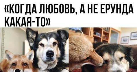Пес да лис | Пикабу