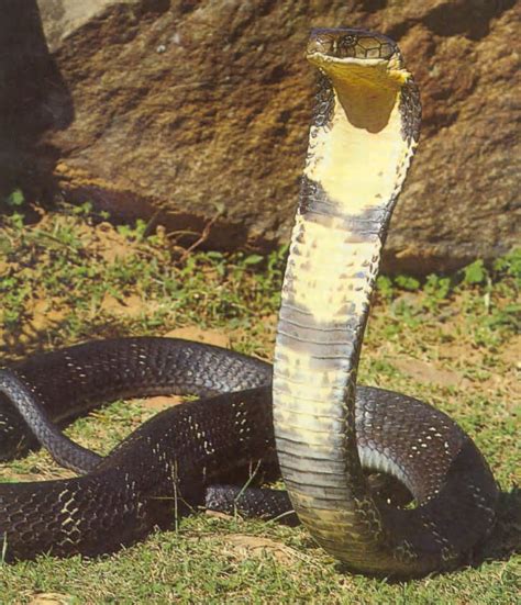 Top 10 Longest Snakes in the World | World Most