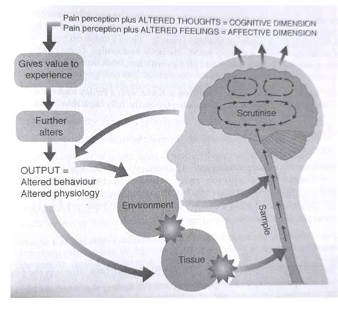 The Mature Organism Model Developed By Louis Gifford And Its