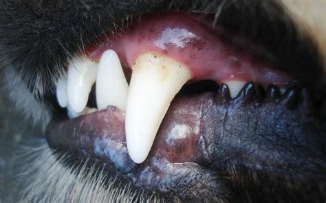 Tooth Abscess In Dogs: 2 Main Causes, Symptoms, Diagnosis, And Treatment