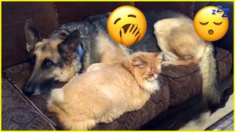 Dog And Cat Nap Together Plus Dnn California Youtube