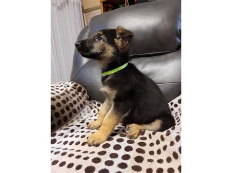 german shepherd puppies  adoption greenville puppies  sale