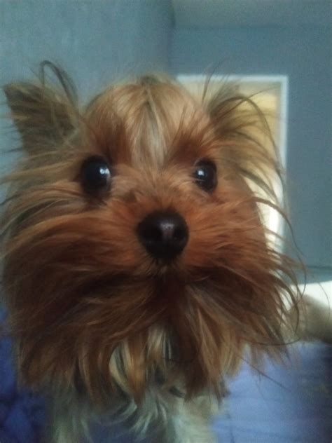 Yorkshire Terrier Birthday Memes