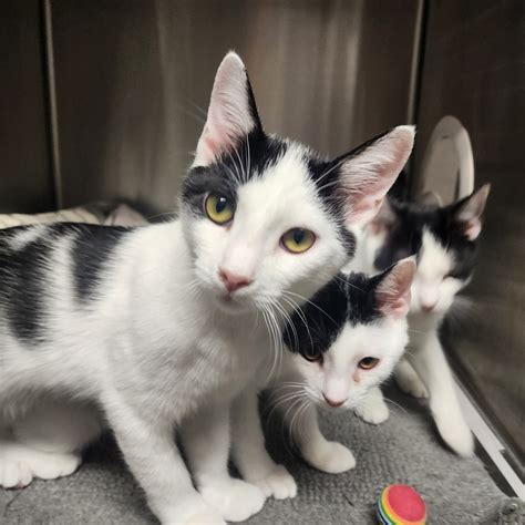 rhea county animal shelter tn 1