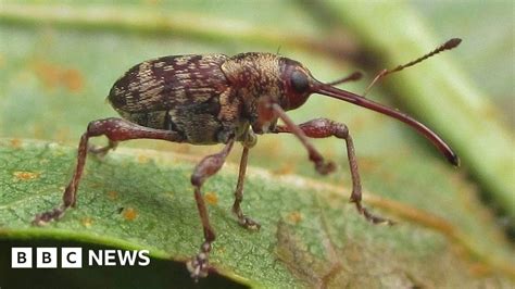 Rare Beetle Found In Wildlife Reserve Near Tain Bbc News