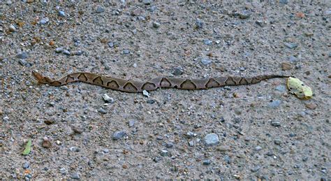 Copperheads And Tails An Ozark Naturalist