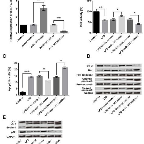 Lps Exposure Induced Cell Apoptosis And Autophagy In Pc12 Cells Pc12