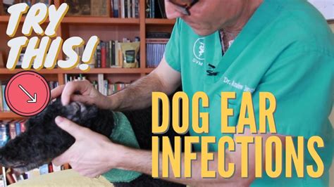 Dog Ear Infections Youtube