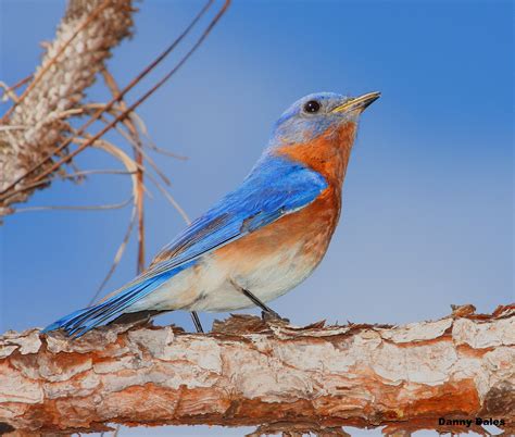 Eastern Bluebird (Sialia sialis) - Ryan Maigan Birds