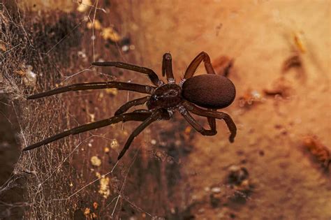 Discover 6 Brown Spiders In Kansas