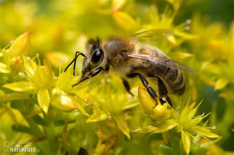 Western Honey Bee Photos Western Honey Bee Images Nature Wildlife