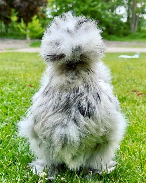 12 Silkie Chicken Colors & Varieties