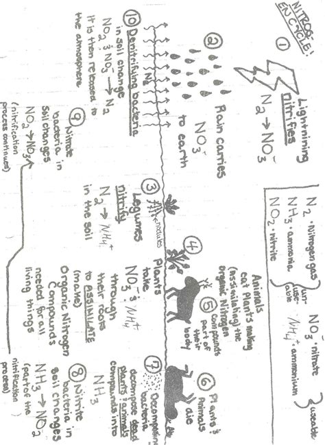 Carbon Cycle Worksheet Answers – Pro Worksheet