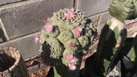 Cómo Polinizar Cactus Fácil Y Rápido Polinización Cruzada En