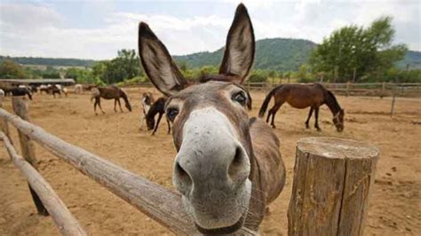 Pakistans Donkey Population Hits 5 9 Million In FY 2023 24 Reveals