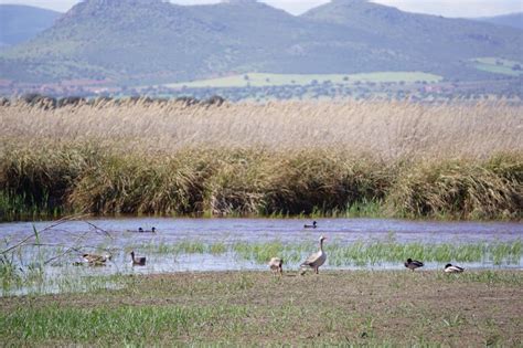 Visitar El Parque Nacional De Las Tablas De Daimiel