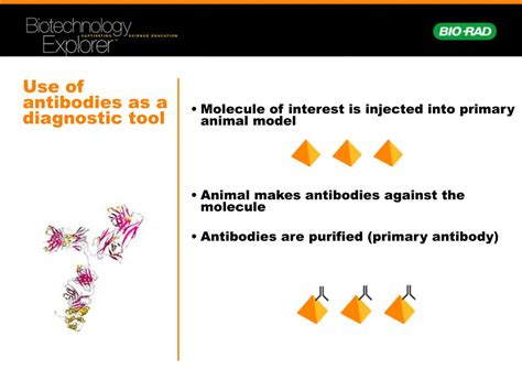 Ppt Comparative Proteomics Kit Ii Western Blot Module Powerpoint