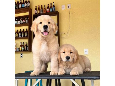 Los Gratuitos Adorables Cachorros De Golden Retiever Lleida