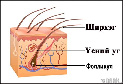 Строение волоса — Teletype
