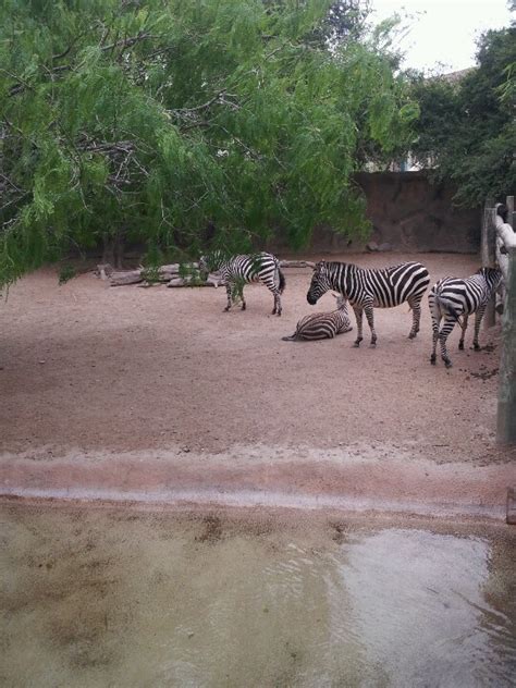 Zebras Gladys Porter Zoo Tx Zebras Zebra Animals