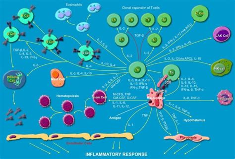 metabolic pathway  inflammatory response  humans