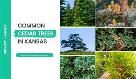 6 Common Cedar Trees In Kansas Photos And Identification Regional