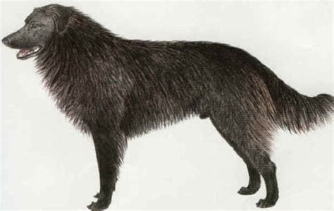 cane  mannara  mastino siciliano ufficializzata la razza tutto zampe