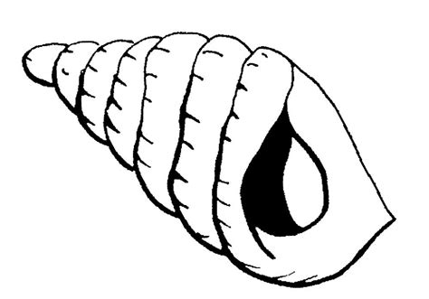 Раскраски Ракушка распечатать бесплатно