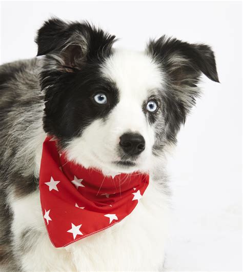 Red Star Bandana