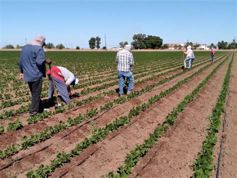 Ciclo Agr Cola La Esperanza Para Jornaleros Tras A Os De Crisis