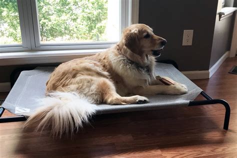 Golden Retriever Feathers: Puppy to Adult, a Coat Transformation