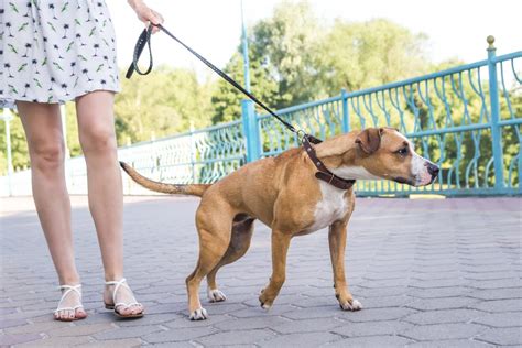 Why Does My Dog Pull On His Leash Canna Pet®
