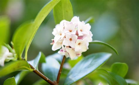 Daphne - Burke's Backyard