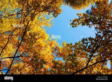 Maple tree framework Stock Photo - Alamy