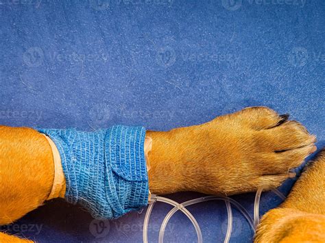 Close-up of a dog's paw with a catheter. A dog with catheter in its paw
